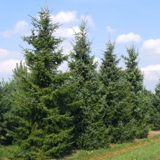 Ялина сербська (Ялина оморіка)