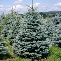 Ялина колюча "Glauca"