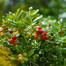 Брусниця "Руно Белявське"