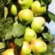 Яблуня колоновидна "Болеро" 