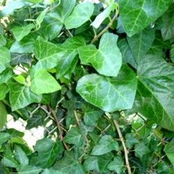 Плющ колхідський (Плющ перський)