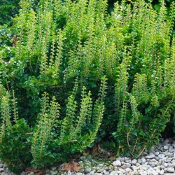 Плющ звичайний прямостоячий "Erecta"