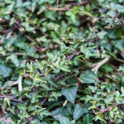 Плющ звичайний "Spetchley"