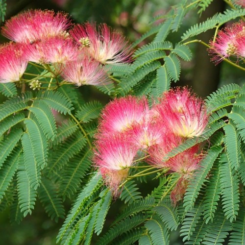 Альбіція ленкоранська (Ленкоранська акація)