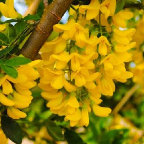 Карагана дерев'яниста (Жовта акація дерев'яниста)