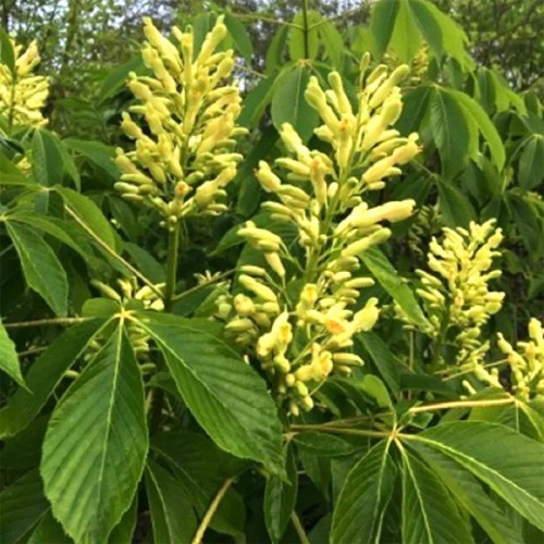 Гіркокаштан лісовий