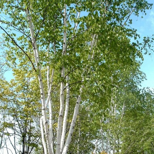 Береза паперова