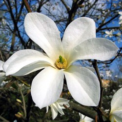Магнолія верболиста (Магнолія анісова)