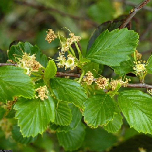 Церкокарпус гірський (Церкокарпус вільхолистий)