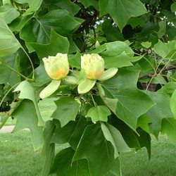 Ліріодендрон тюльпановий, насіння 100 шт