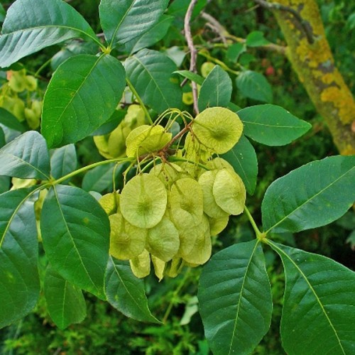 Птелея трилиста