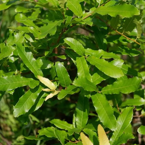 Дуб найгостріший