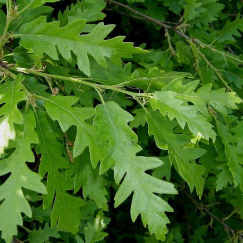 Дуб бурґундський (Дуб австрійський)