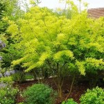 Верба кущова (Salix)