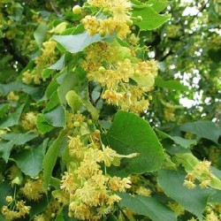 Липа дрібнолиста (Липа серцелиста), насіння 100 шт