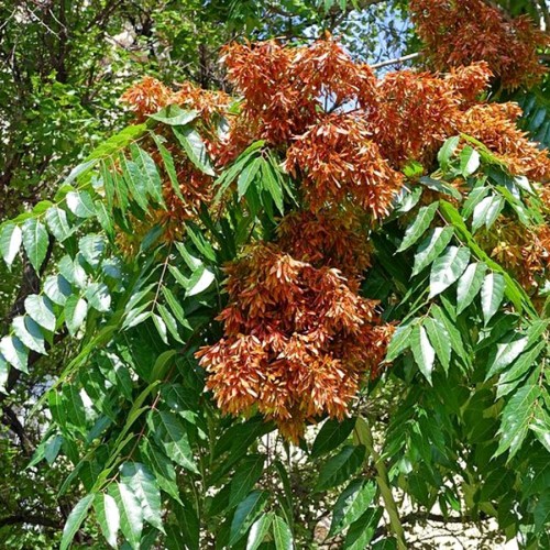  Greenplants ua