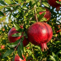 Гранат звичайний "Sharoli"