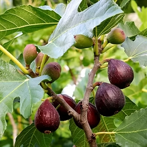 Інжир "Violette de Bordeaux"