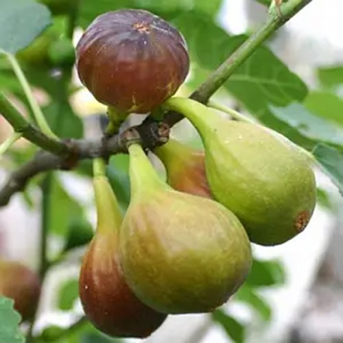 Інжир "Yellow Long Neck"