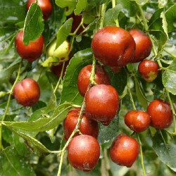 Зизифус звичайний (Унабі)