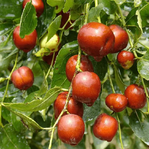 Зизифус звичайний (Унабі)