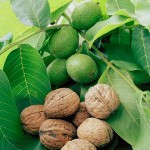 Горіх волоський (Juglans regia)