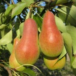 Груша (Pyrus)