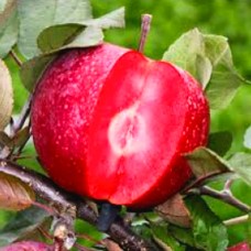 Яблуня червономякушна "Ред Пешн"