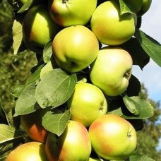 Яблуня колоновидна "Болеро" 