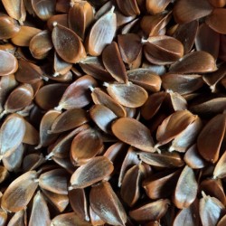 Бук лісовий, насіння 50 шт