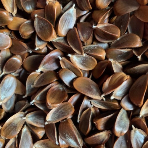 Бук лісовий, насіння 50 шт