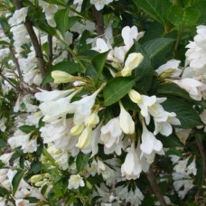 Вейгела квітуча "Кандіда" (Вейгела біла)
