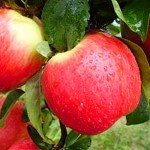 Яблуня (Malus)