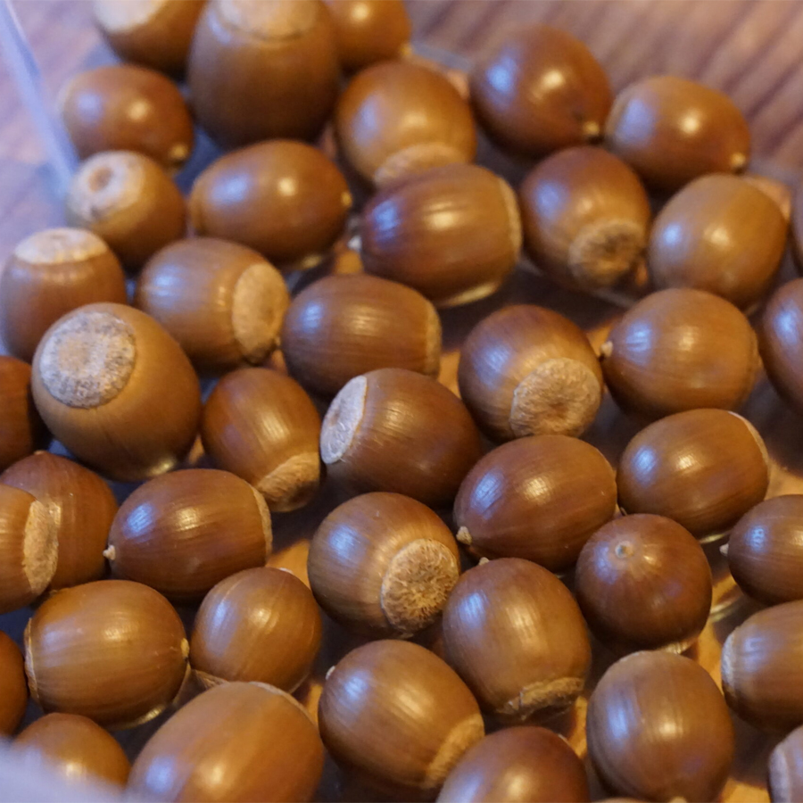 Плоди дуба найгострішого